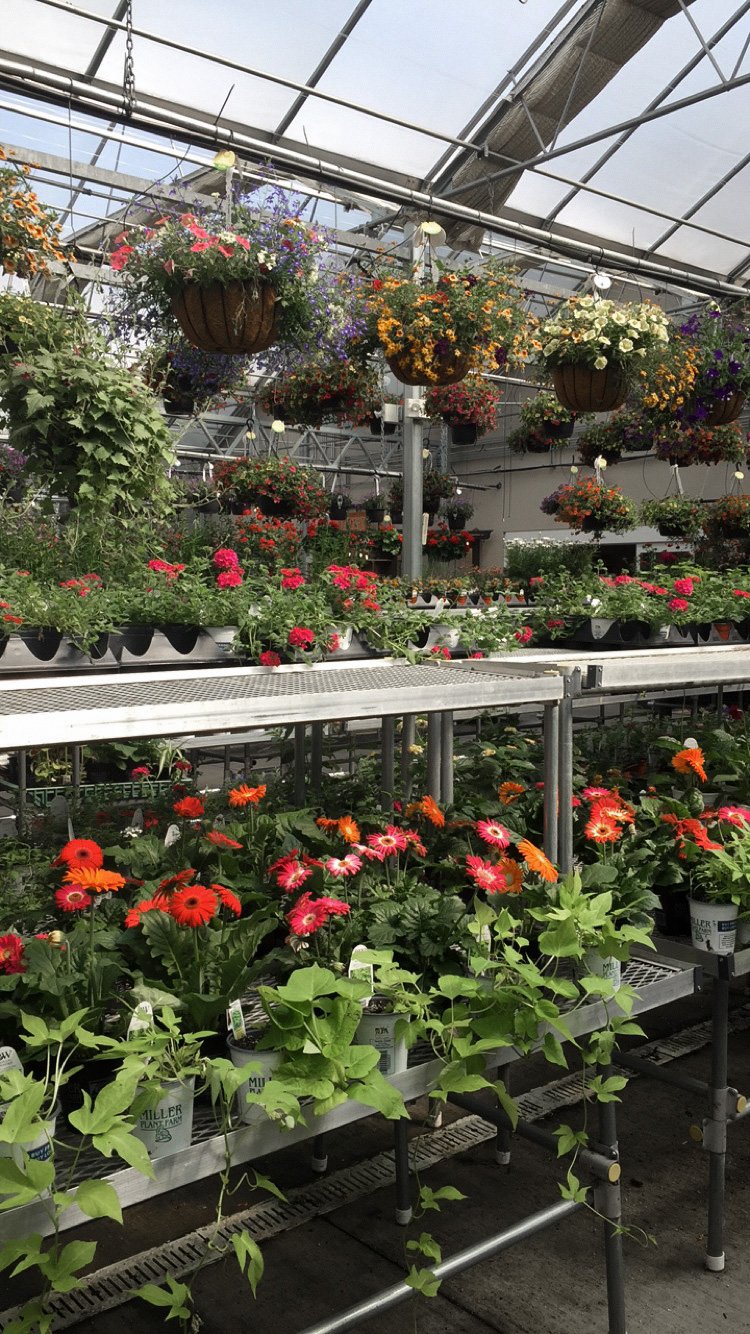 My Favorite Greenhouses Plant Nurseries in York County PA
